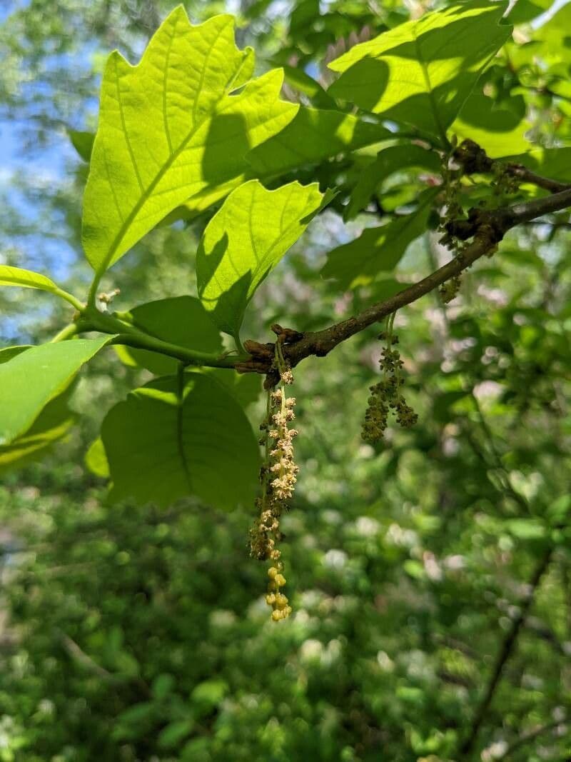 Swamp white oak 6
