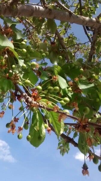 Cherry 4
