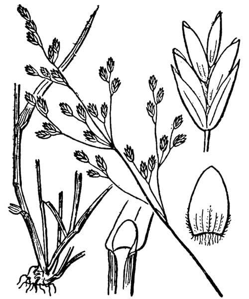 Glaucous Meadow-grass 23