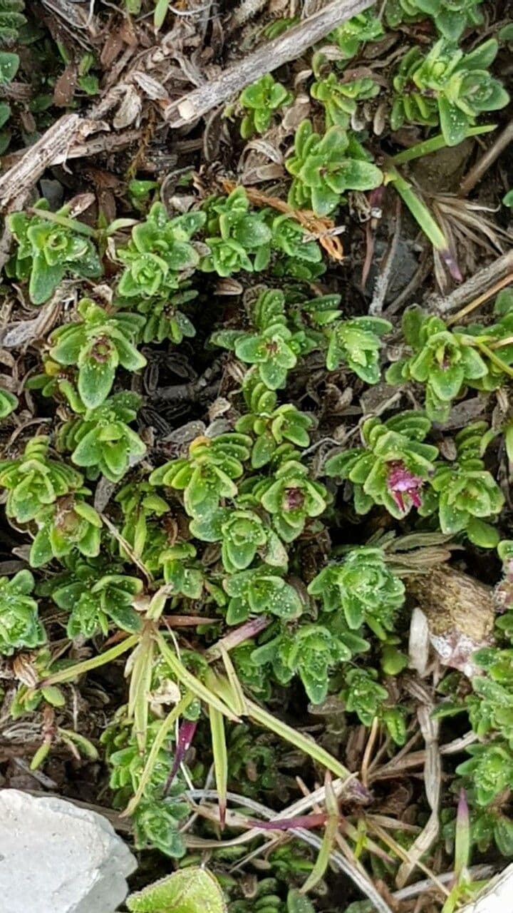 Mother of thyme 14