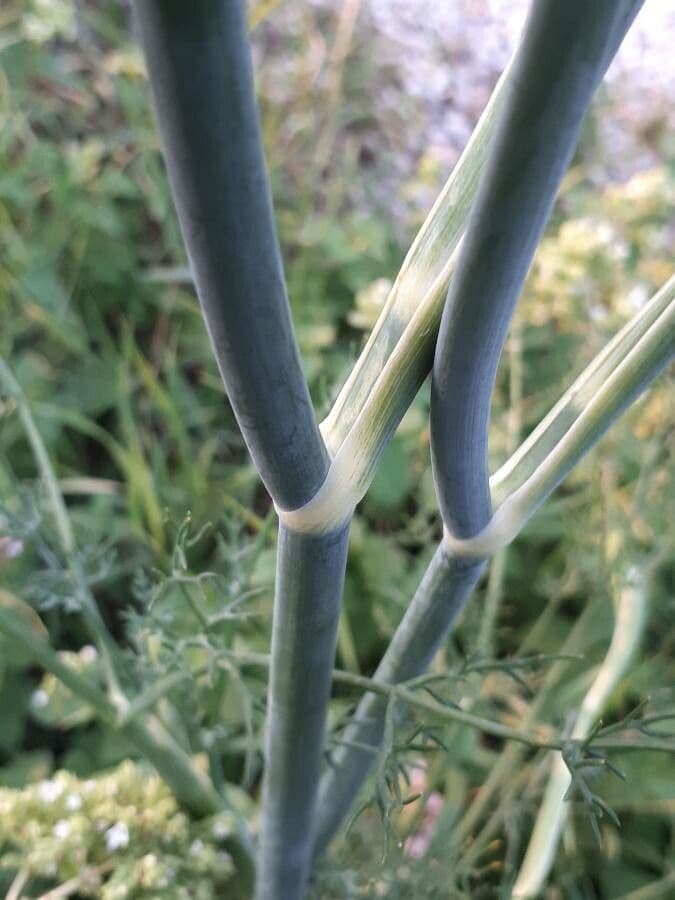 Fennel 27