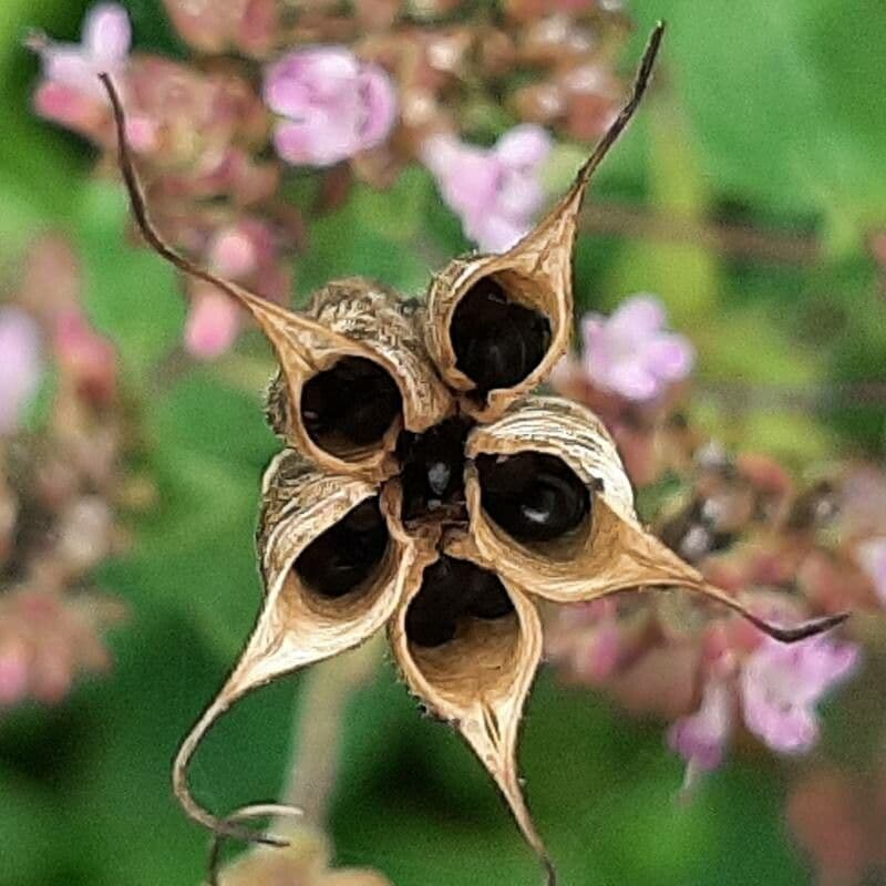 European columbine