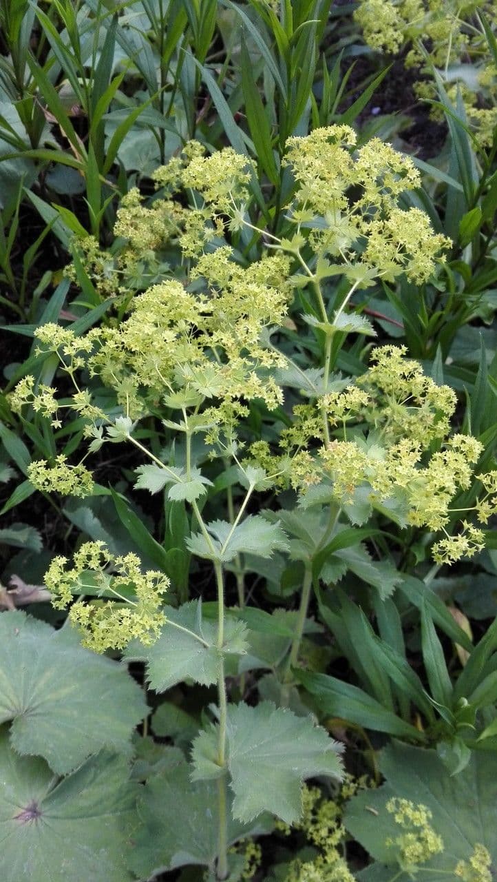 Garden lady's-mantle 11