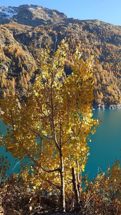 European aspen 13