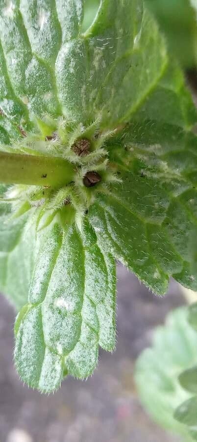 Henbit