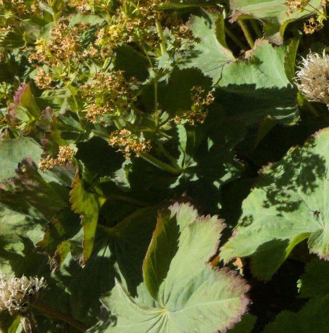 Garden lady's-mantle 2
