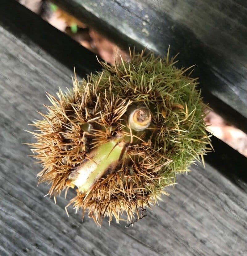 Japanese chestnut 26