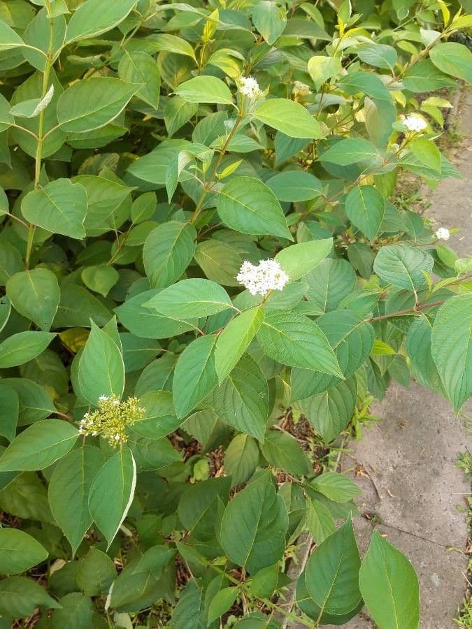 Red-osier dogwood 7