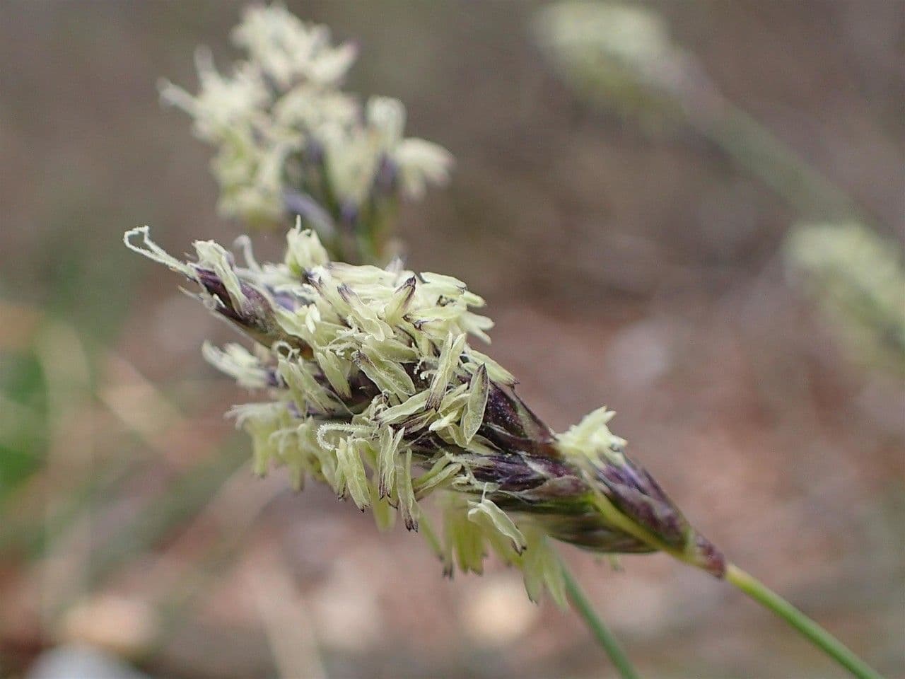 Blue moor grass 4