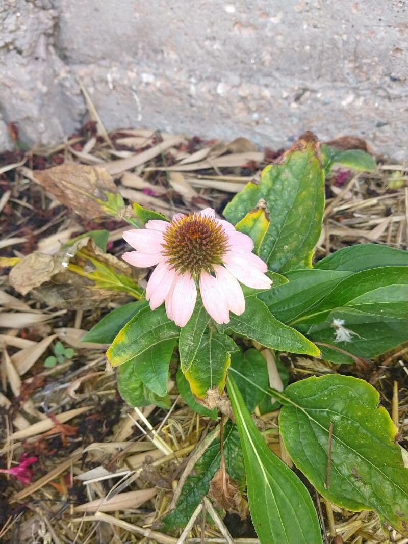 Eastern purple-coneflower 22