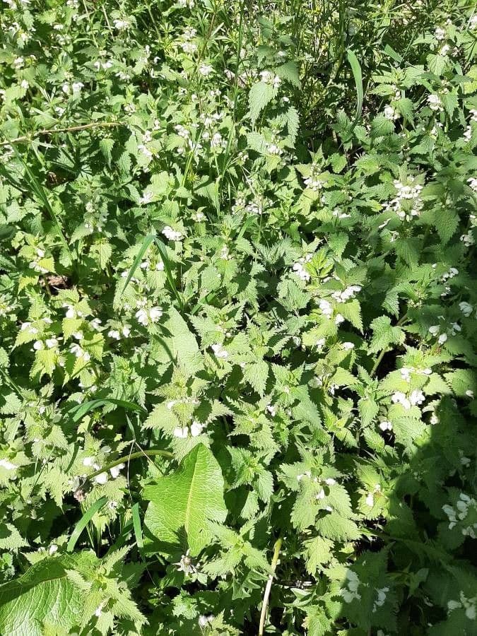 Deadnettle 13