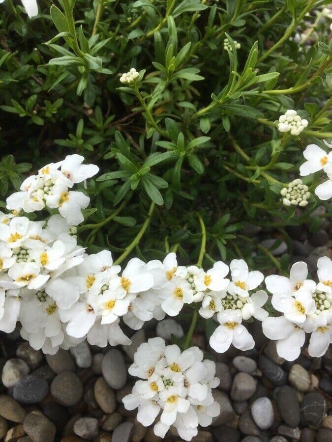 Evergreen candytuft 25