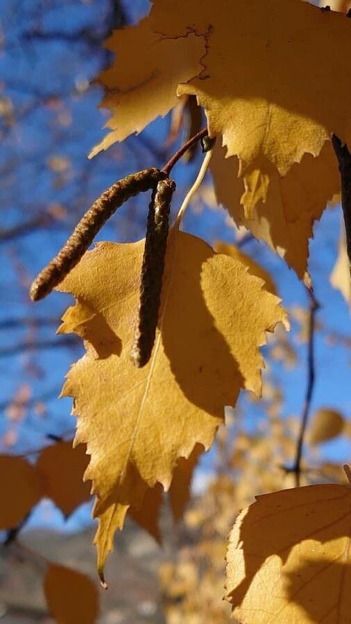 European white birch 9