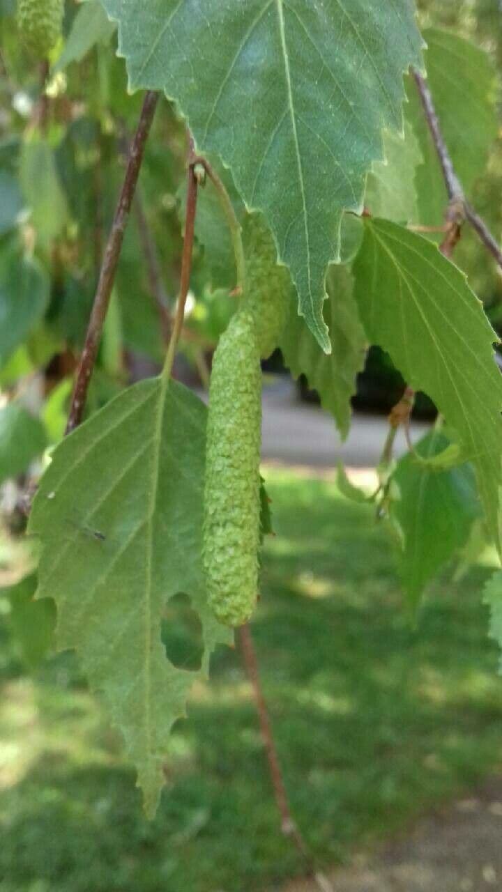 European white birch 26