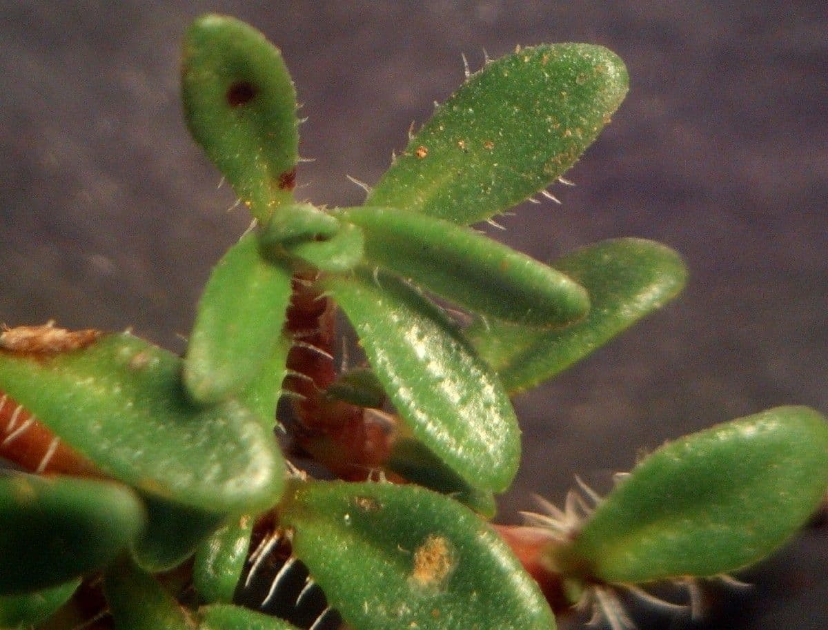Long-stemmed thyme 12