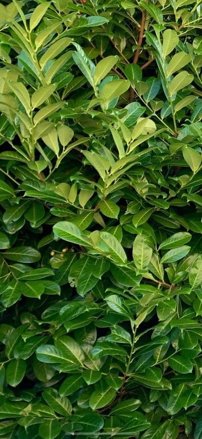 Cherry-laurel 17