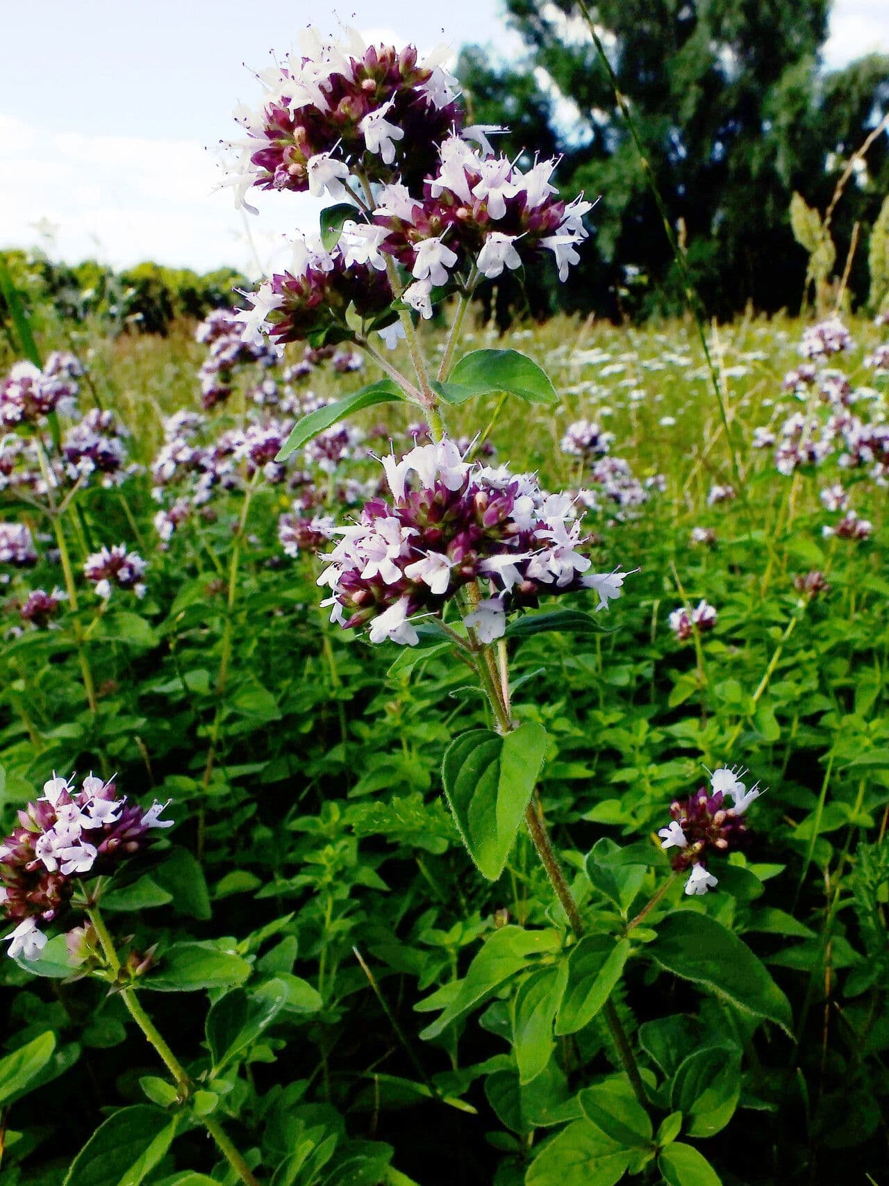 Wild marjoram 14