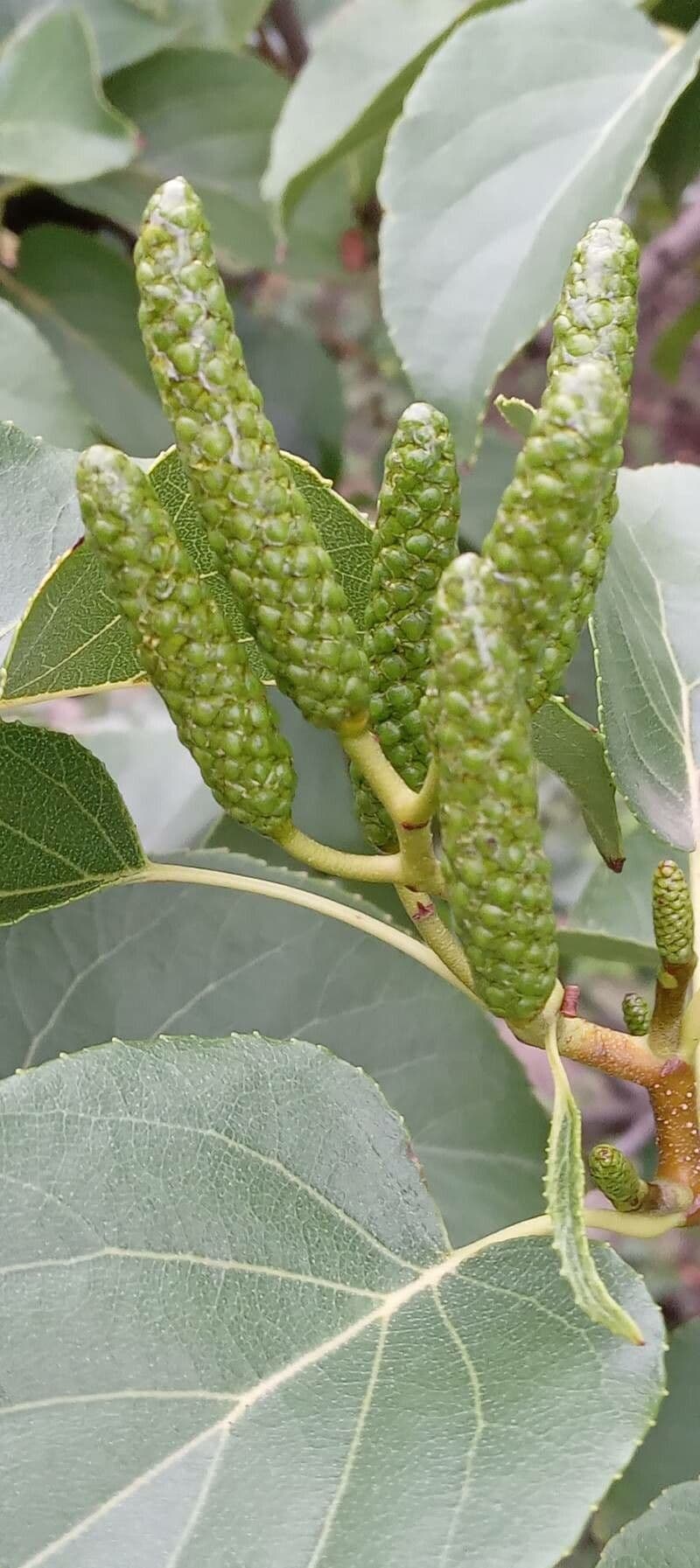 Italian alder 10