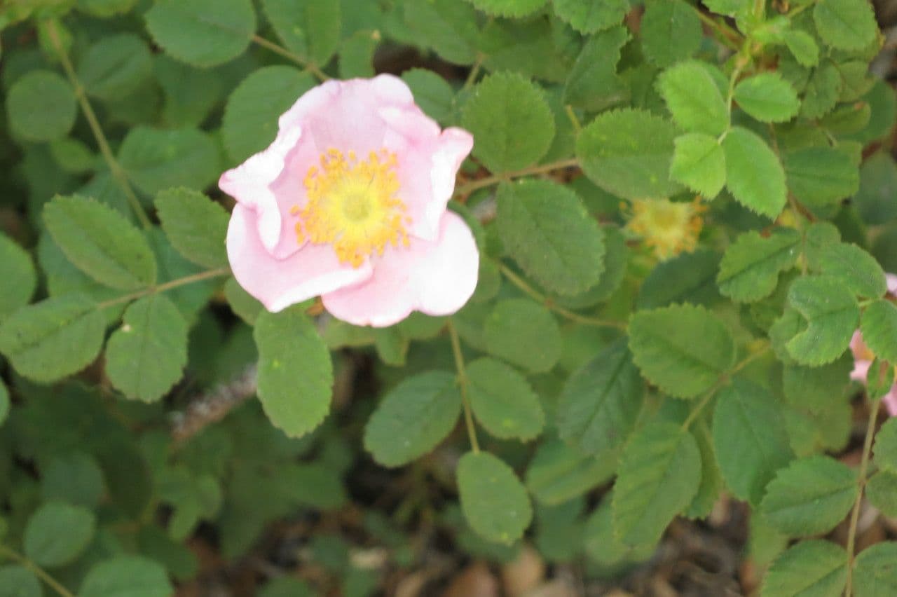California rose 10