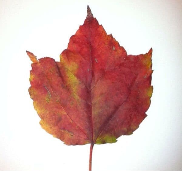 Red maple 29