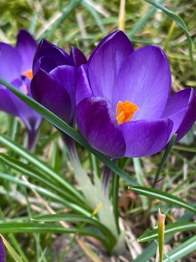 Spring crocus 30