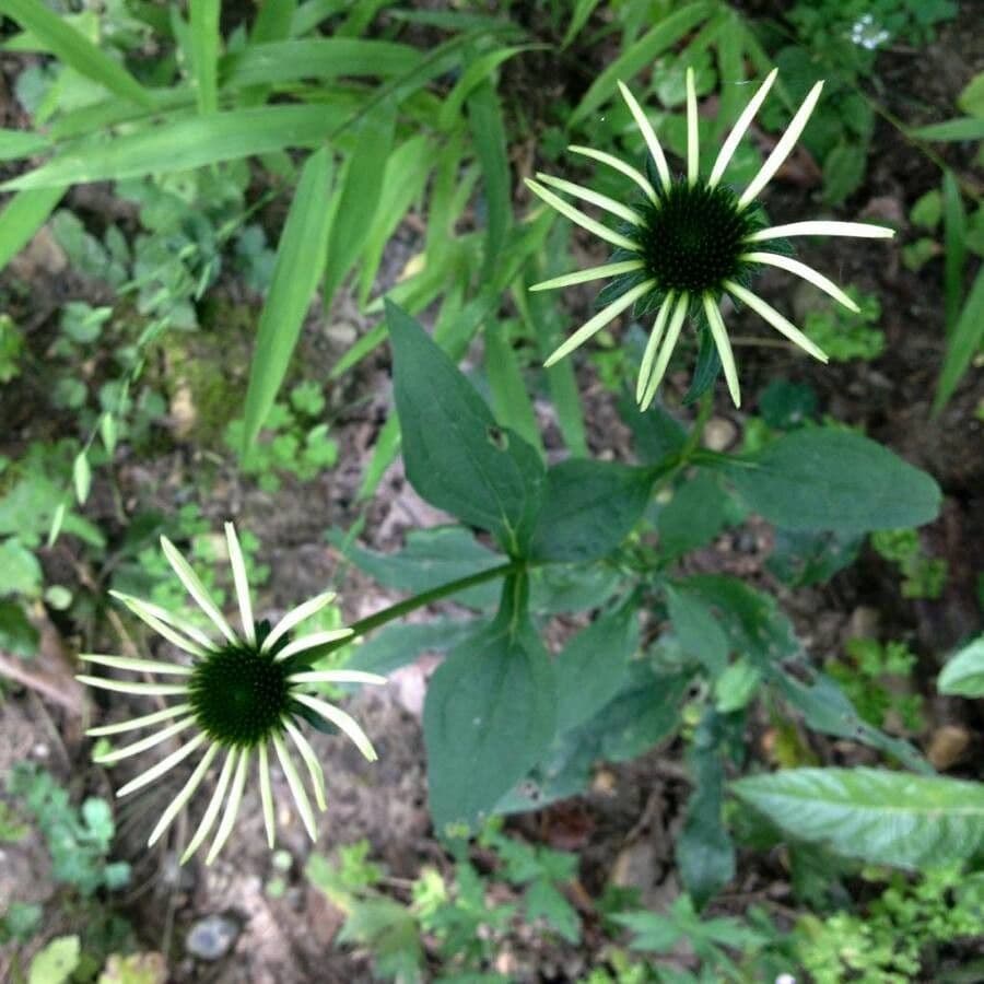 Eastern purple-coneflower 8