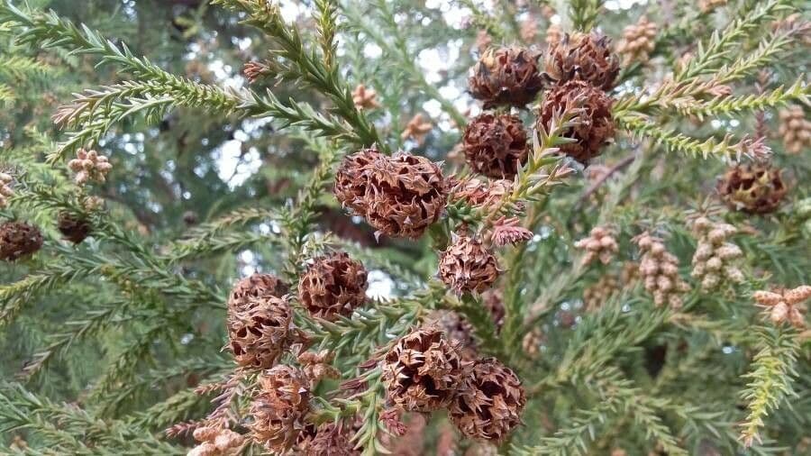 Japanese red-cedar 2