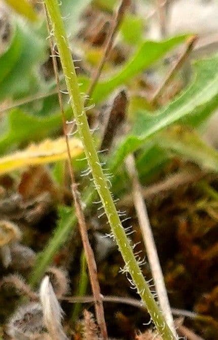 Hairy hawkbit 18