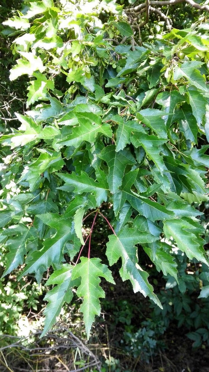 Tartar maple 13