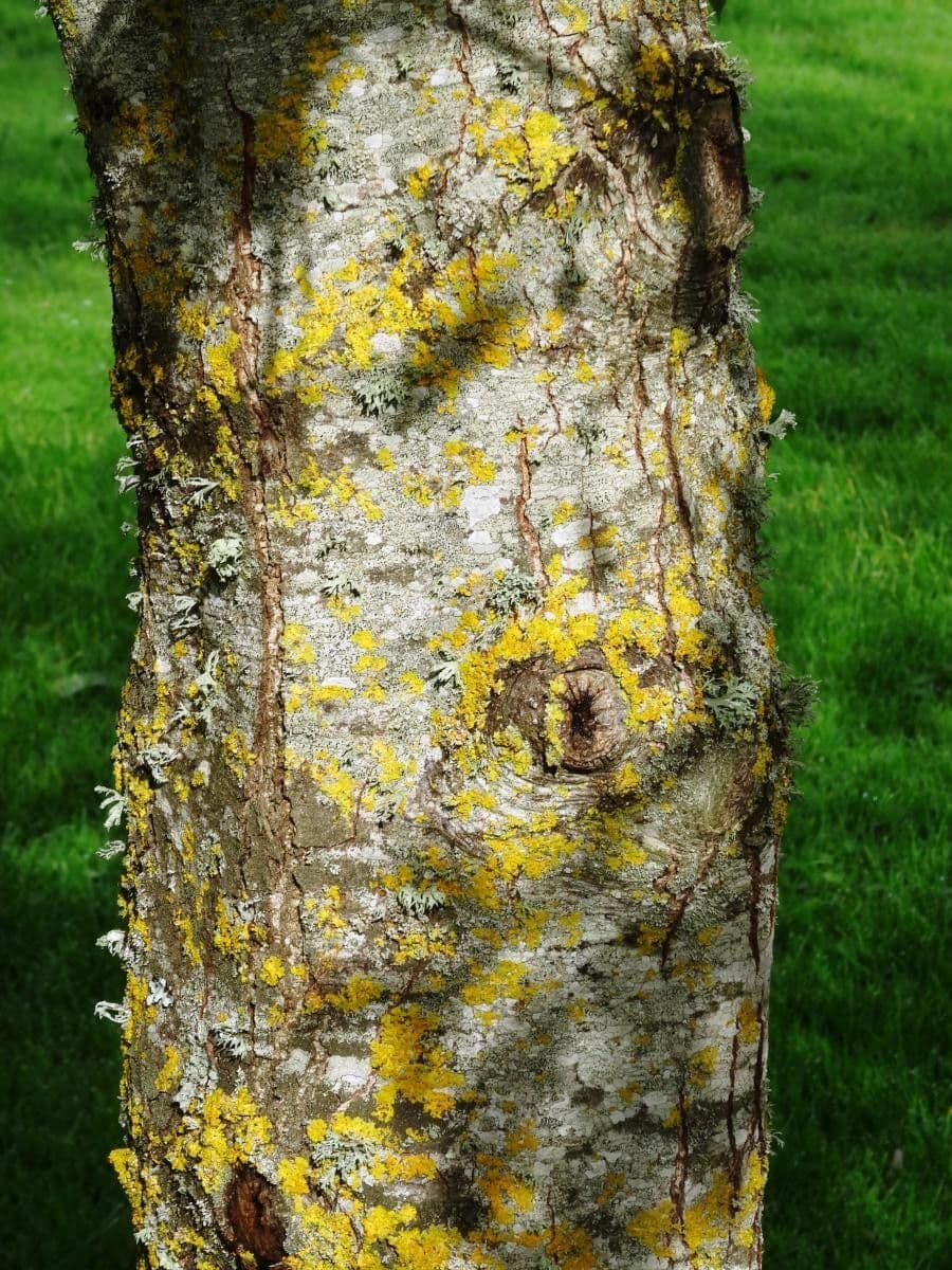 Alder 6