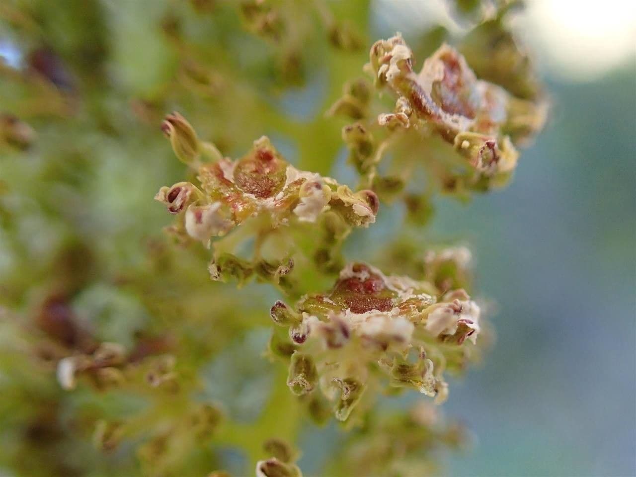 Green alder 3