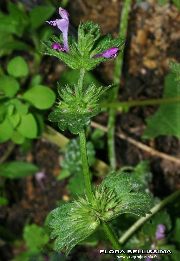 Henbit 3