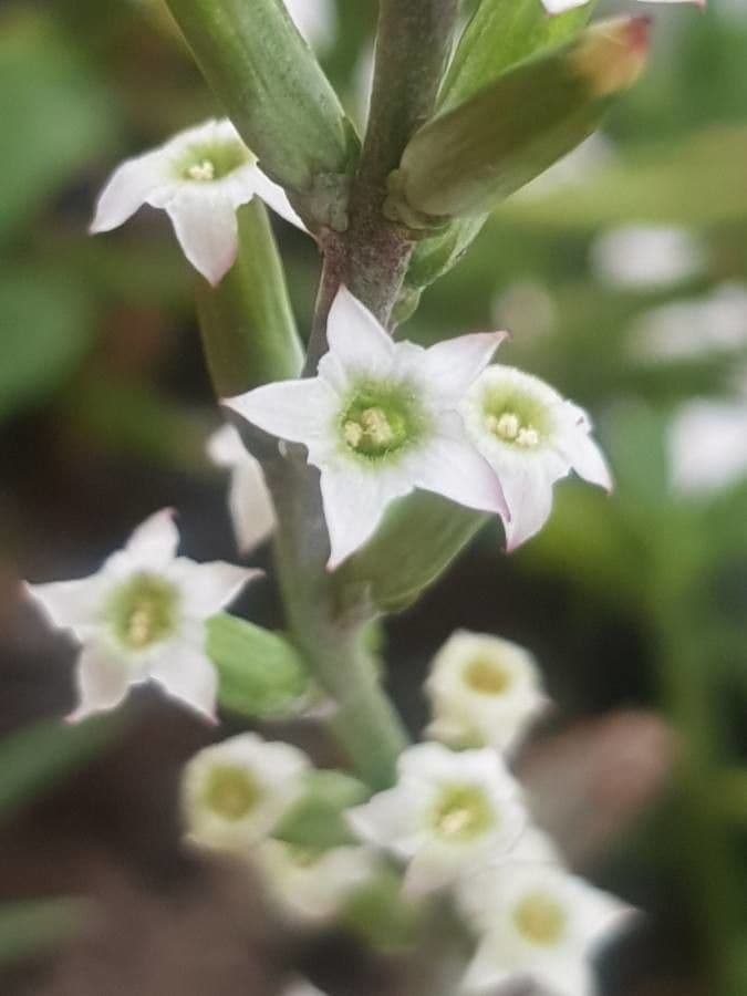 Crassula 4