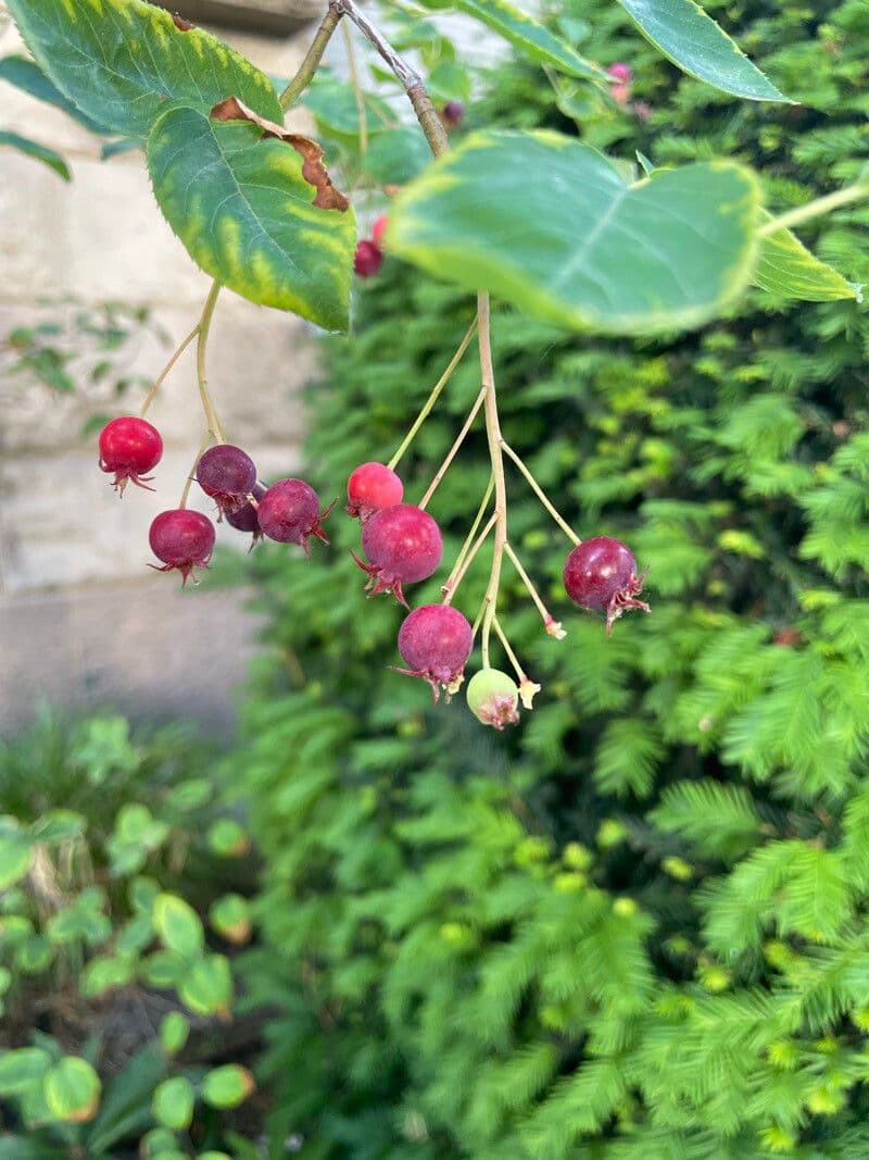 juneberry 4