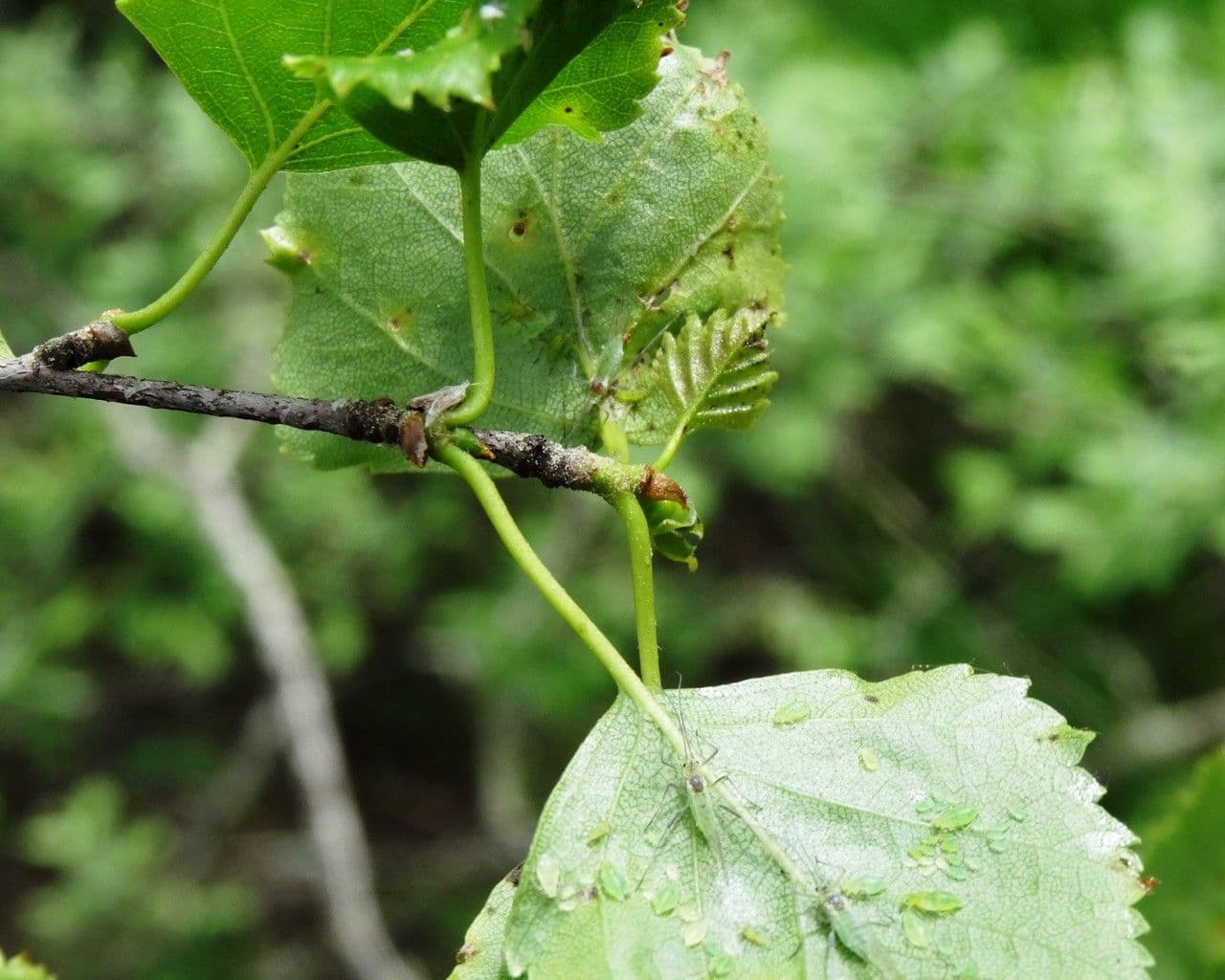 European white birch 28