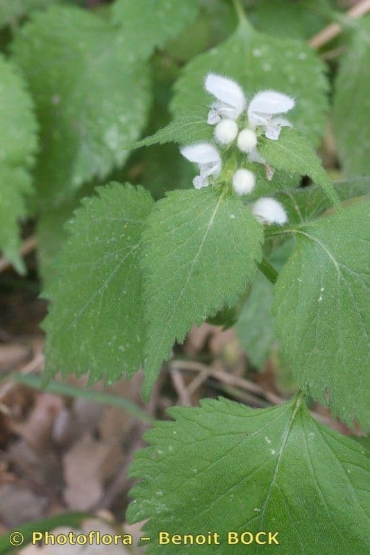 Deadnettle 17