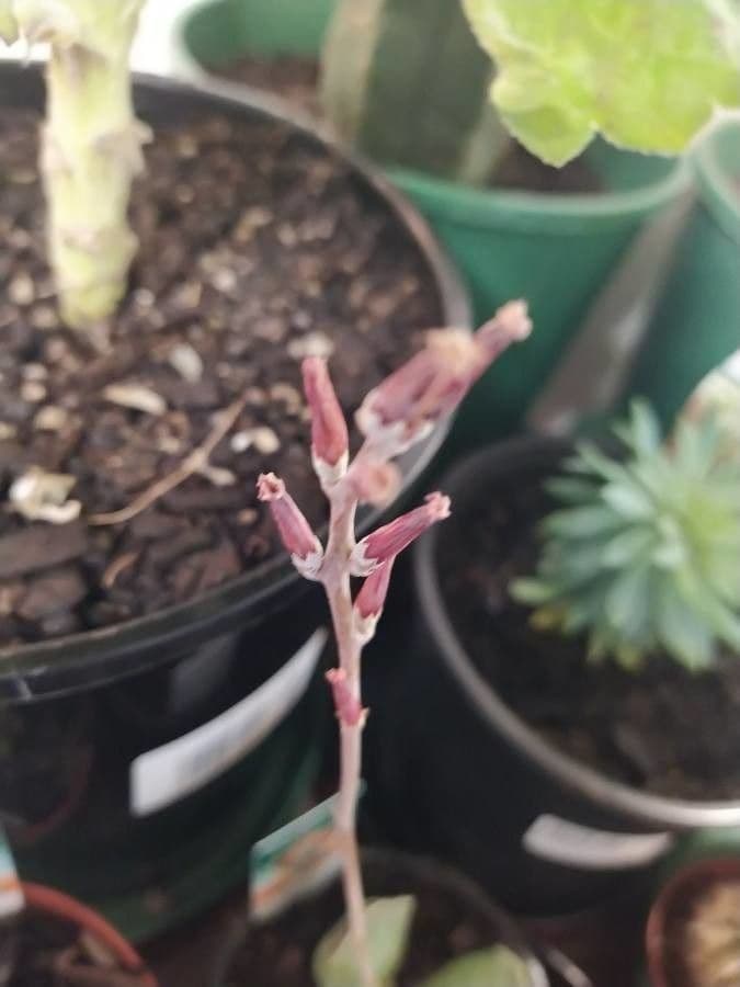 Adromischus 2