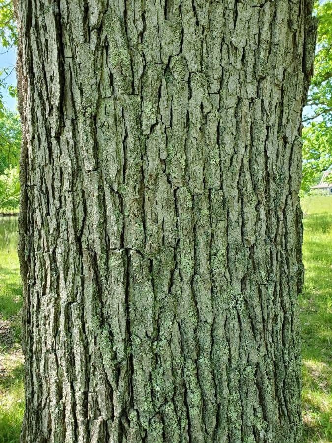 Swamp white oak 17