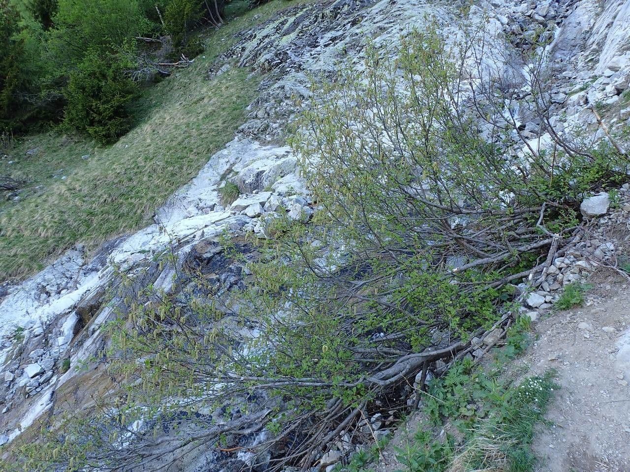 Green alder 13
