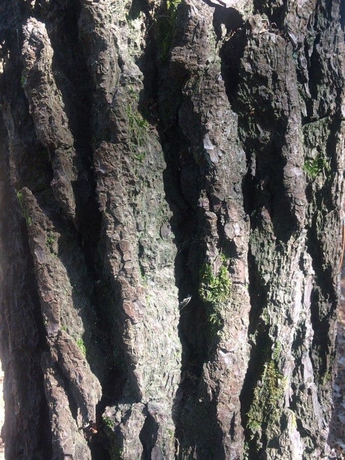 Northern pitch pine 23