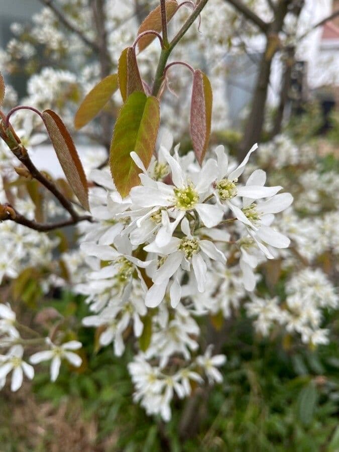 juneberry 7