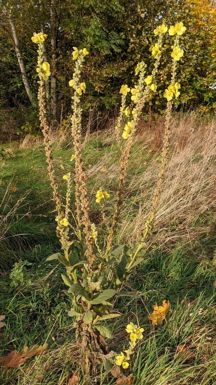 Dense-flower mullein 11