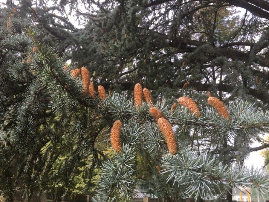 Cedar of lebanon 7