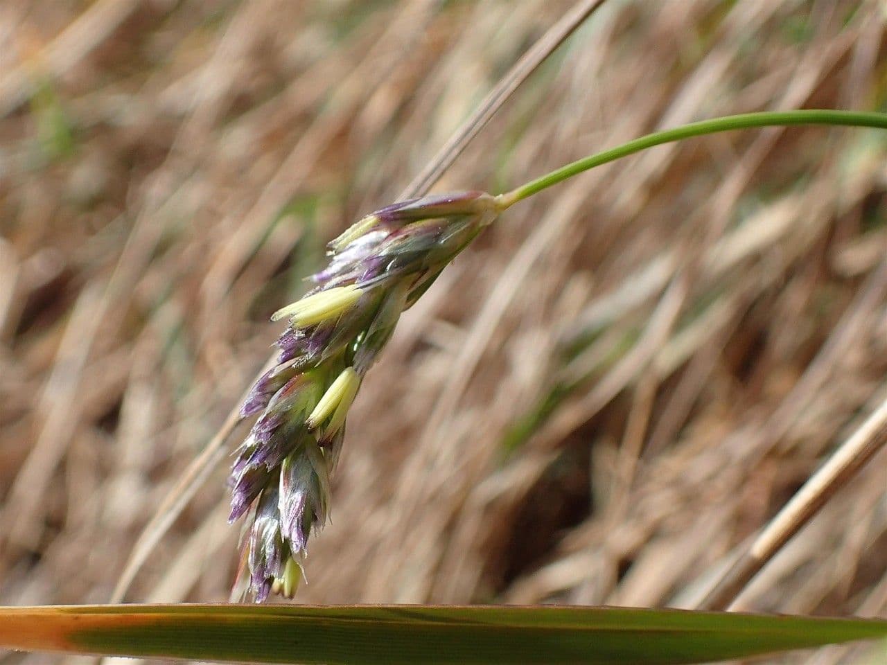 Blue moor grass 2