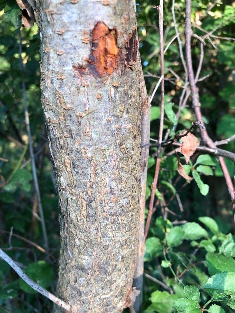 Briançon apricot 19