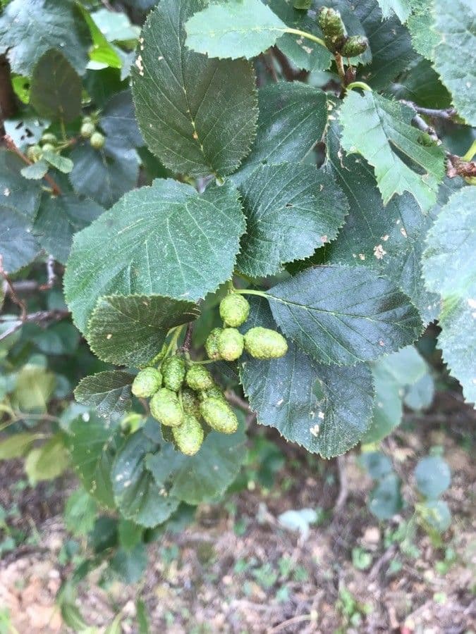 Green alder 17