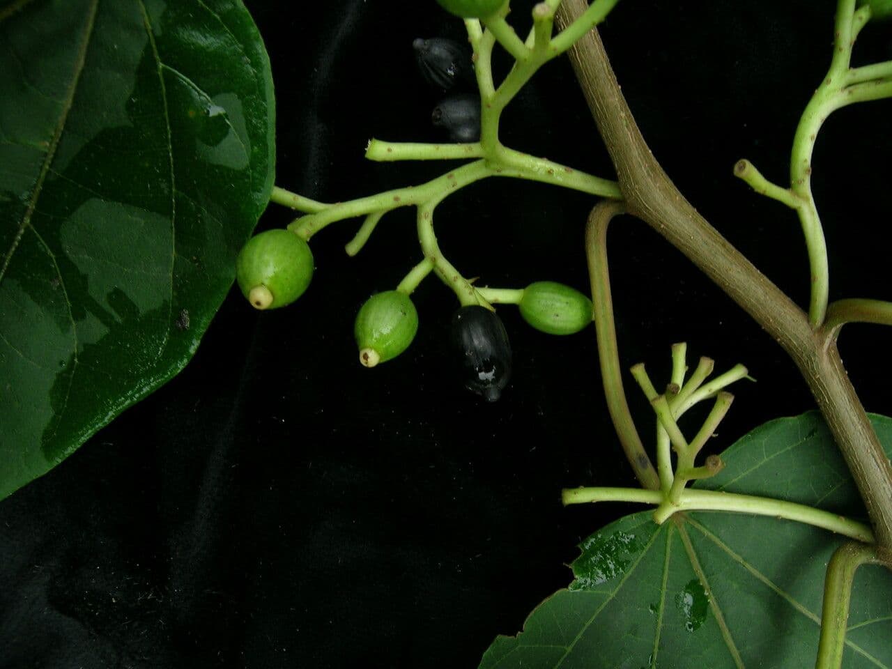 Alangium 10