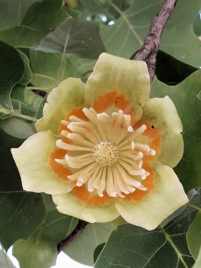 Tulip-poplar 10
