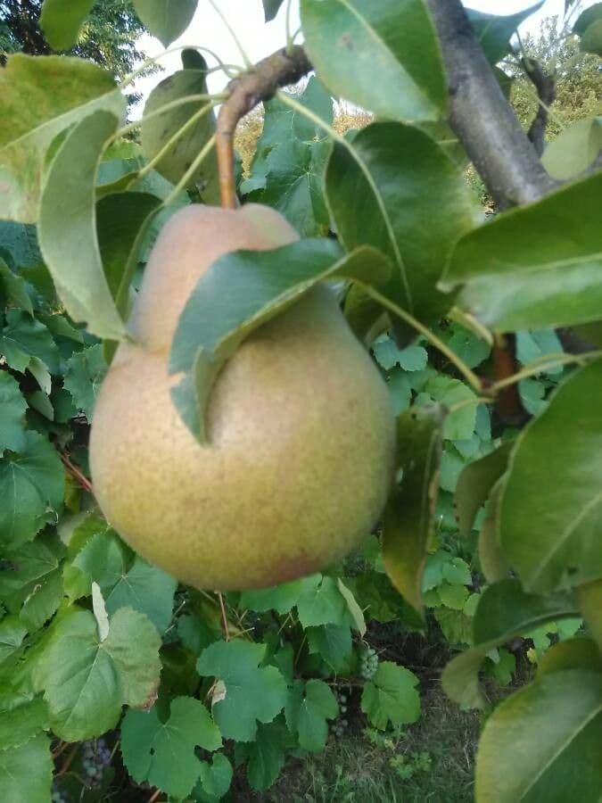 Pear 2