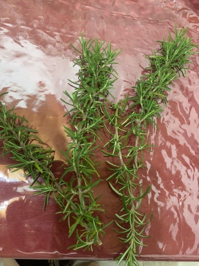 Rosemary 3